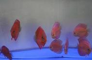 三缸七彩神仙鱼全面患病：应对策略与不同鱼类的差异