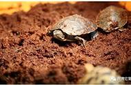 乌龟冬眠全攻略：如何为你的爱龟准备舒适的卧室？