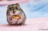仓鼠饮食健康大解密：这些食物竟然不能喂！