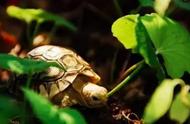 豹纹陆龟常见病症解析：如何预防与治疗
