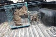 洛阳养殖场惊现豹猫，老板称野生的可出售，真相究竟如何？