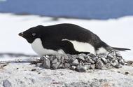 南极的萌宠：探秘阿德利企鹅的世界