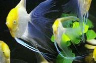 黄色观赏鱼数量较少，但其美丽程度不亚于蓝色观赏鱼