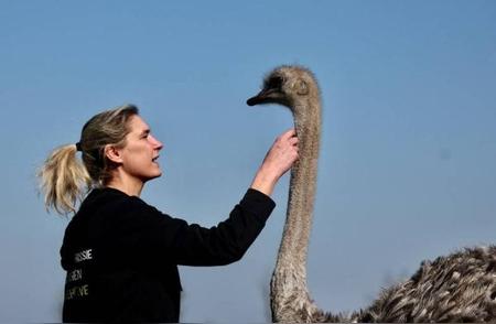 比利时动物救助站：与鸵鸟亲密接触的独特体验
