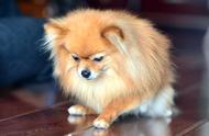 博美犬：超小型狐狸犬的魅力与养护