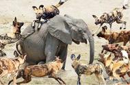 揭秘非洲野狗：三年捕杀五十多只狒狒，狮子也望而生畏的犬科王者
