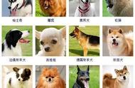 揭秘全球178种狗狗品种，你了解多少？