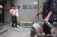 揭秘深圳姑娘的宠物猪：从可爱到300斤的成长之旅