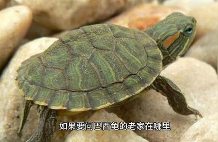 巴西龟：美丽的宠物，还是可怕的入侵者？
