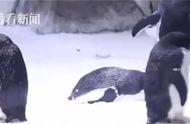 上海海昌海洋公园：阿德利企鹅“准妈妈”们喜迎15枚企鹅蛋