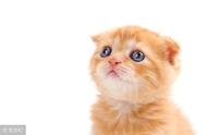 探秘世界十大最贵猫咪，竟然最贵达60多万！