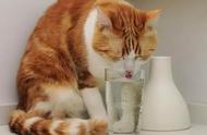 惊人发现：原来一直跟猫共用一个杯子！