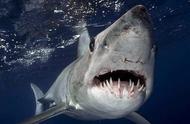 探索未知领域：科学家揭示全新鲨鱼物种的惊人发现