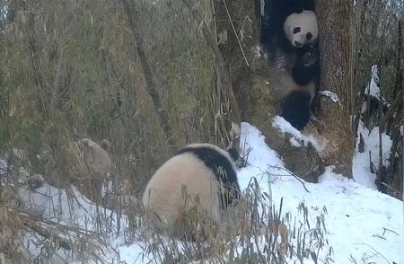 全球唯一白色大熊猫惊现，与母亲同框照片引发热议