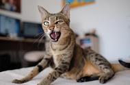 热带草原猫：从野生到宠物的华丽转身