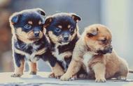 重庆禁养犬名单详解：你的宠物上榜了吗？