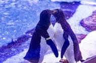 探秘上海海昌海洋公园：阿德利企鹅宝宝的诞生之旅