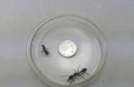 揭秘澳洲巨无霸宠物蚂蚁：身长堪比一元硬币直径的神奇生物
