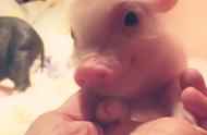 迷你的魅力：茶杯猪成为动物界的新宠