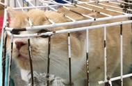 揭露日本宠物店背后的残酷真相：动物与员工皆受虐待