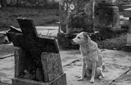 揭秘百年狗墓：一块墓地，葬着5万条狗的传奇故事