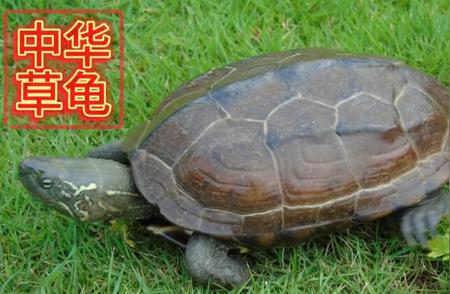探索中华草龟：生活习性、饲养技巧与保护意义