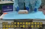 北京海关截获19只活体火蝾螈：罕见外来物种引起关注