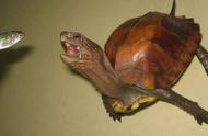半水龟的饲养技巧与注意事项