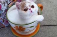 揭秘茶杯猫：从名字到特点一网打尽