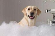 揭秘宠物沐浴露：如何为宠物挑选最合适的沐浴露？