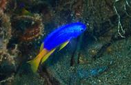 水摄之海鱼（42）：雀鲷（2）的黄尾蓝魔