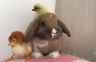 荷兰兔的惊人温顺：小鸡站在头上不反抗