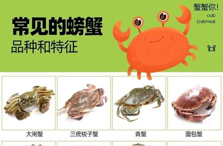 螃蟹的种类及其特点解析