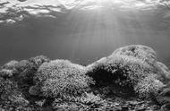 揭秘大面积珊瑚死亡的真相：天灾还是人祸？