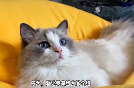 探索猫咪的奇妙世界：品种大全