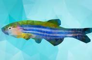 揭秘斑马鱼的对称性：理解自然的规律和细胞分裂