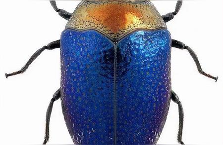 世界顶级美艳甲虫：41张照片大放送