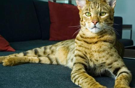 揭秘世界上最贵的猫品种，一探奢华宠物的奥秘