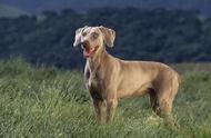 波音达猎犬：名犬鉴赏之独特魅力