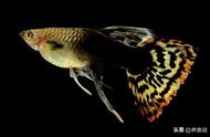 揭秘孔雀鱼的基因遗传秘密：神秘物种的起源与命名