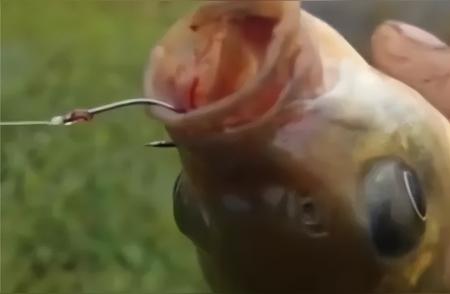 鱼钩大小真的会影响钓鱼吗？你需要知道的事实！