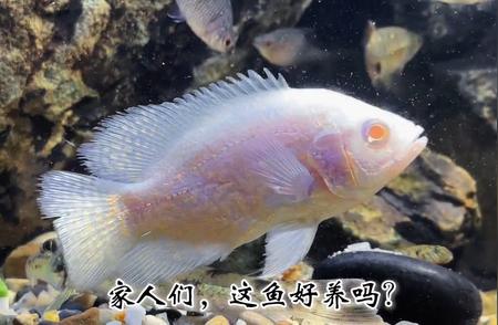 走进神秘的水族箱世界：探寻奇妙海洋生态