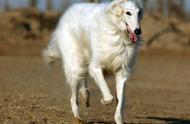 揭秘世界上跑得最快的狗品种，速度惊人！