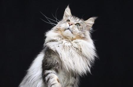 最温顺猫咪品种大揭秘，友善猫咪榜单新鲜出炉！