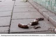 荷兰老鼠大规模集体死亡事件揭秘