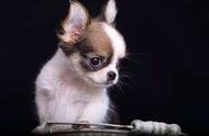 吉娃娃小型犬：了解特点与养护知识