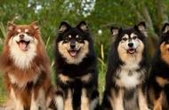 揭秘！长得最像狼的狗狗种类，你认识几种？