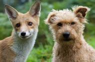 狗与狐狸能否交配繁衍引发争议