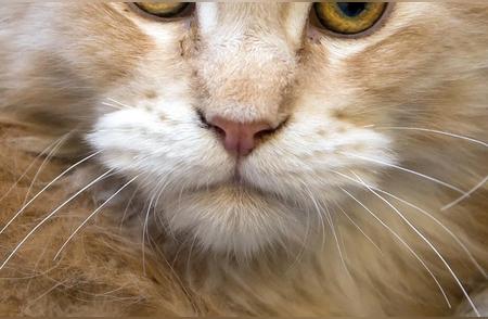 10个你必须要了解的常见猫咪品种——英国短毛猫篇