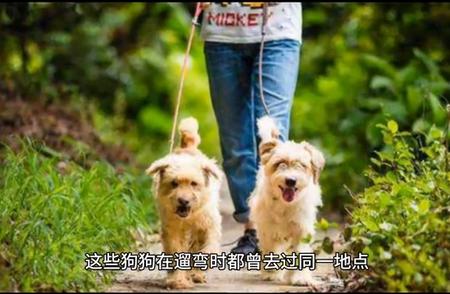 北京小区宠物狗离奇死亡事件揭秘